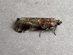 Acrobasis suavella