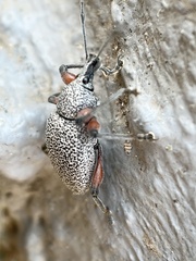 Otiorhynchus rhacusensis