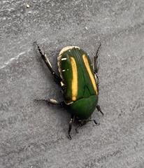 Glycyphana festiva