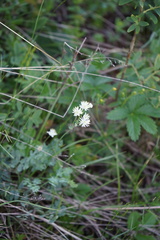 Thalictrum petaloideum