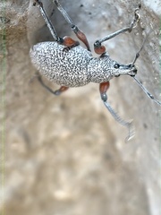 Otiorhynchus rhacusensis