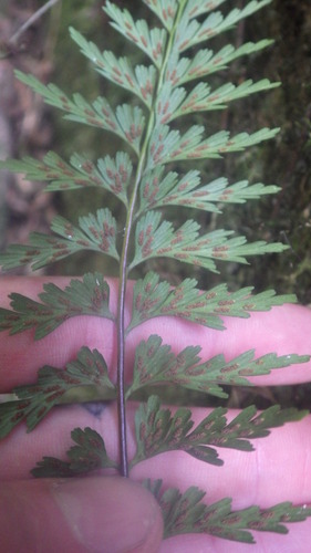 Asplenium aethiopicum image