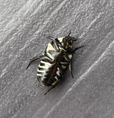 Glycyphana festiva