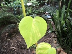 Epipremnum aureum