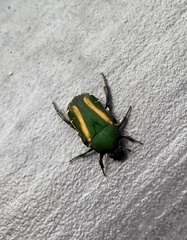 Glycyphana festiva