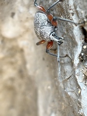 Otiorhynchus rhacusensis