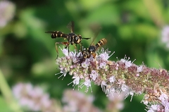 Conops quadrifasciatus