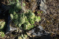 Orostachys spinosa