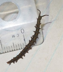 Ooperipatellus