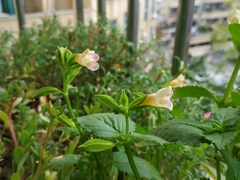 Torenia fordii