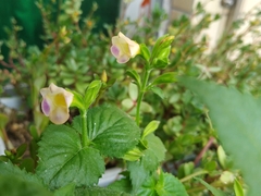 Torenia fordii