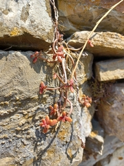 Sedum album