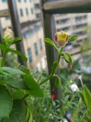 Torenia fordii