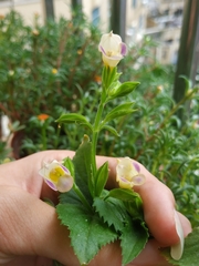 Torenia fordii