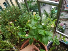 Torenia fordii