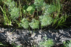 Artemisia sericea