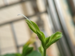 Torenia fordii