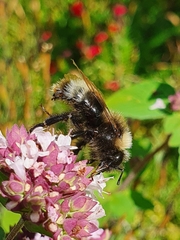 Bombus