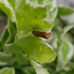 Pyrausta phoenicealis