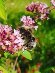 Bombus