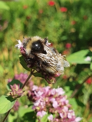 Bombus