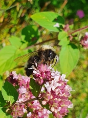 Bombus