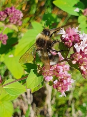 Bombus