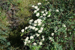 Spiraea trilobata