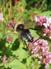 Bombus