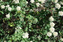 Spiraea trilobata