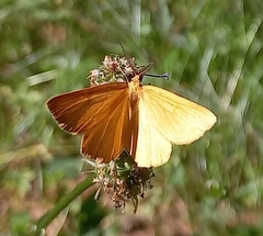 Crocota pseudotinctaria