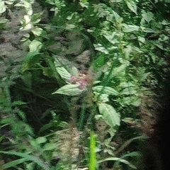 Impatiens glandulifera