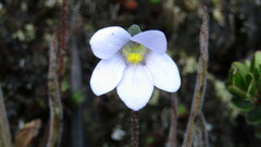 Pinguicula elongata
