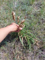 Oxytropis glandulosa