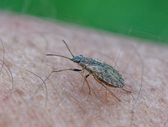 Nithecus jacobaeae