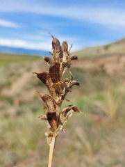 Oxytropis glandulosa