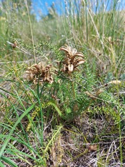 Oxytropis glandulosa