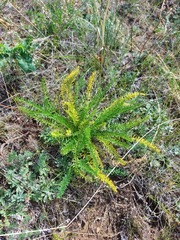 Oxytropis glandulosa