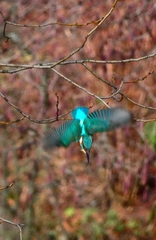 Alcedo atthis
