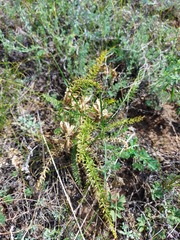Oxytropis glandulosa