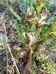 Oxytropis glandulosa