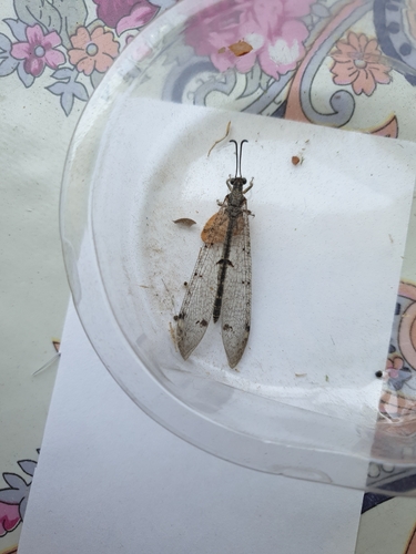 Four-spotted antlion, Romania, photo 9 of 10