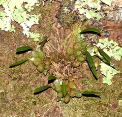 Bulbophyllum tuberculatum