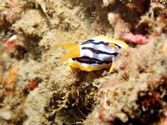 Chromodoris strigata