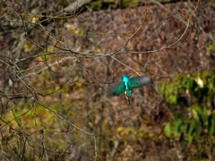 Alcedo atthis
