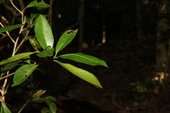 Planchonella