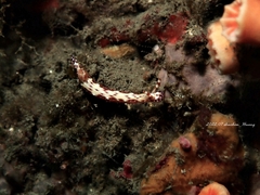 Hypselodoris decorata