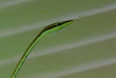 Oxybelis microphthalmus