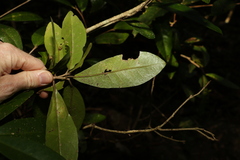 Planchonella
