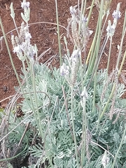 Lavandula pinnata